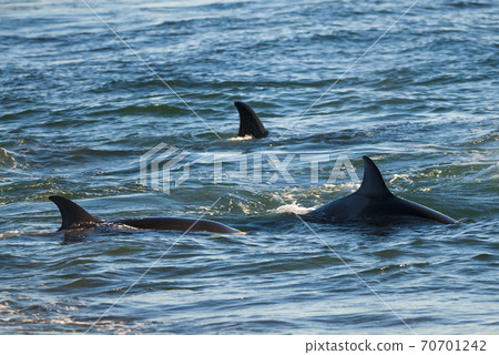 Orca Patagonia , Argentina 70701242