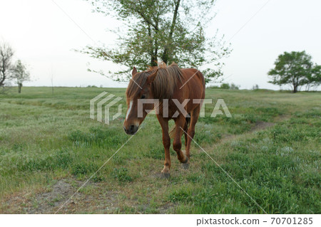 The horse grazes on a green lawn in cloudy weather. cloudy sky The horse grazes on a green lawn in cloudy weather. cloudy sky 70701285
