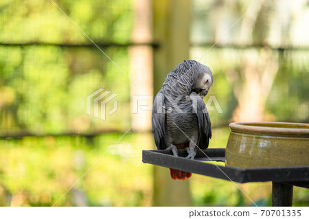 A gray parrot redtail jako cleans feathers near a feeding trough. Psittacus erithacus 70701335