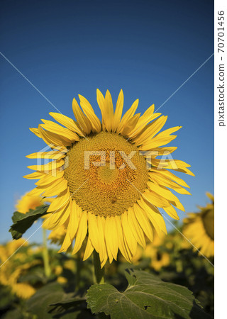 Sunflower , pampas , Argentina 70701456