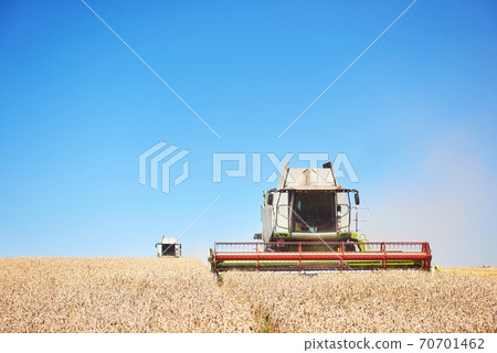 A few combines cutting a swath through the middle of a wheat field during harvest 70701462