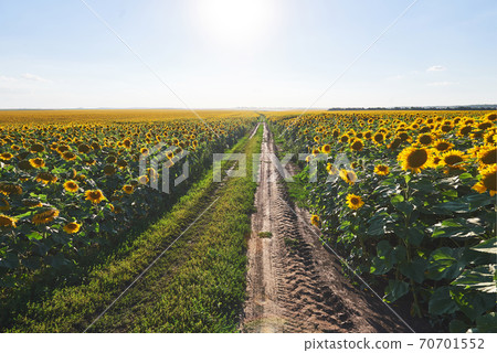 Summer landscape with a field of sunflowers, a dirt road Summer landscape with a field of sunflowers, a dirt road 70701552