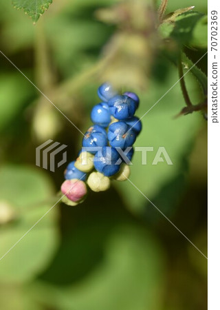 Fruits of Asiatic tearthumb (Ishimigawa, stone bark, stone glue) 70702369