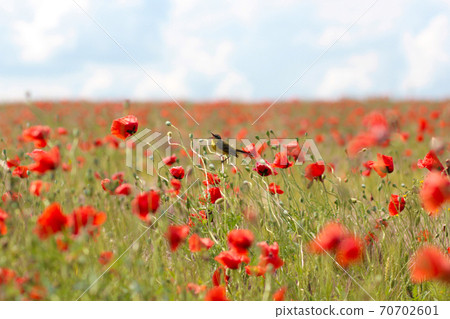 Blooming poppy field. Red poppy flower close up 70702601