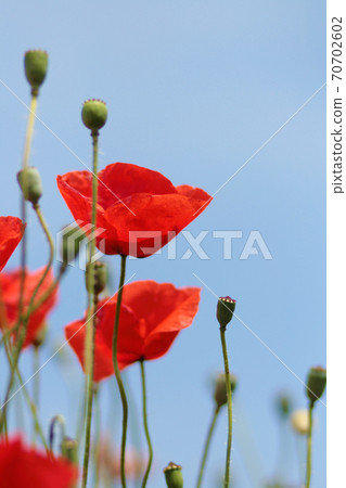Blooming poppy field. Red poppy flower close up 70702602