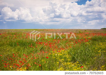 Blooming poppy field. Red poppy flower close up 70702603