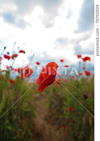 Blooming poppy field. Red poppy flower close up Blooming poppy field. Red poppy flower close up 70702604