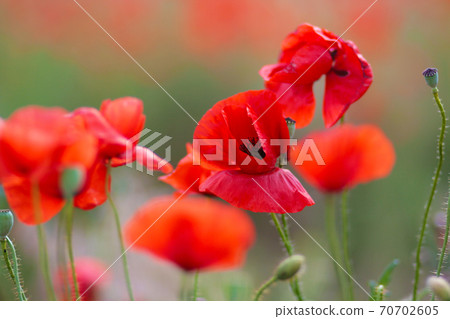 Blooming poppy field. Red poppy flower close up Blooming poppy field. Red poppy flower close up 70702605