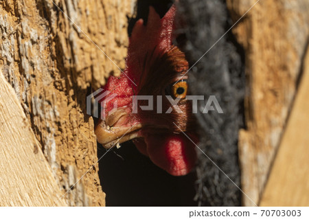 A hen watches cautiously through a hole A hen watches cautiously through a hole 70703003