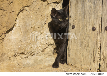 A black stray cat peeks out from behind an old door, Aragon, Spain 70703004
