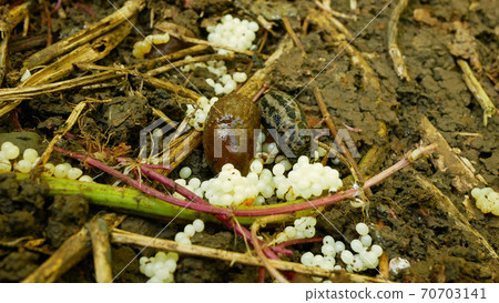 Spanish slug eggs nest hatchery hatch pest Arion vulgaris Limax maximus biggest great grey leopard slug egg-laying white laying snail parasitizes garden, eating plant crops. Invasive Spain parasitizes 70703141