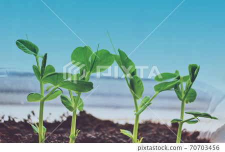 Young seedling of a peas - Pisum sativum - growing in a soil on a windowsill. Peas are high in fiber, protein, vitamins, minerals, and lutein 70703456