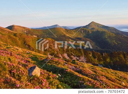 Rhododendrons bloom in a beautiful location in the mountains. Beautiful sunset. Blooming rhododendrons in the mountains on a sunny summer day. Carpathian, Ukraine. Rhododendrons bloom in a beautiful location in the mountains. Beautiful sunset. Blooming rhododendrons in the mountains on a sunny summer day. Carpathian, Ukraine. 70703472