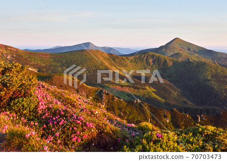 Rhododendrons bloom in a beautiful location in the mountains. Beautiful sunset. Blooming rhododendrons in the mountains on a sunny summer day. Carpathian, Ukraine. Rhododendrons bloom in a beautiful location in the mountains. Beautiful sunset. Blooming rhododendrons in the mountains on a sunny summer day. Carpathian, Ukraine. 70703473