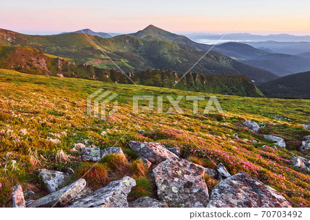 Rhododendrons bloom in a beautiful location in the mountains. Beautiful sunset. Blooming rhododendrons in the mountains on a sunny summer day. Carpathian, Ukraine. 70703492