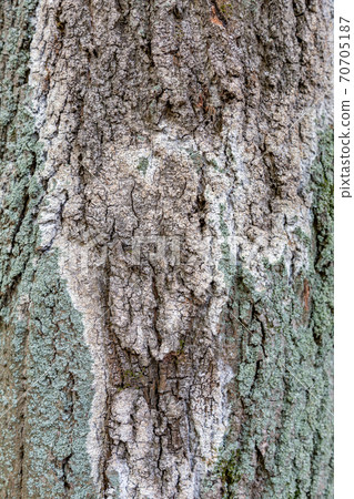 Texture of the bark of an old tree Texture of the bark of an old tree 70705187