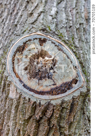Texture of the bark of an old tree Texture of the bark of an old tree 70705189