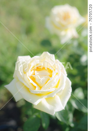 Cream rose Cream rose 70705720