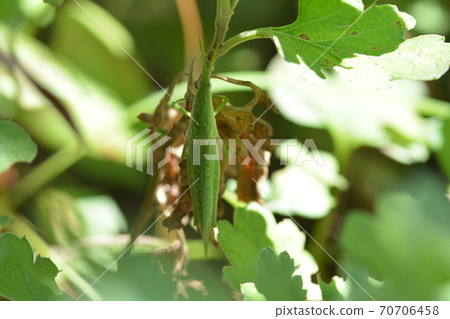 Locust Locust 70706458