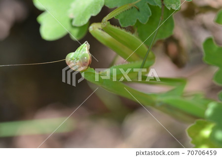 Mantis Mantis 70706459