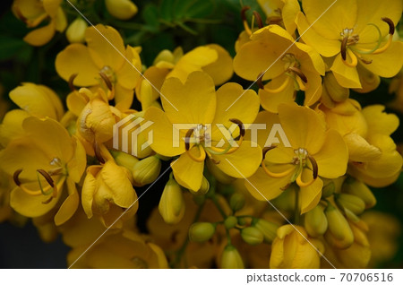 決明子花Hana Senna 決明子花Hana Senna 70706516