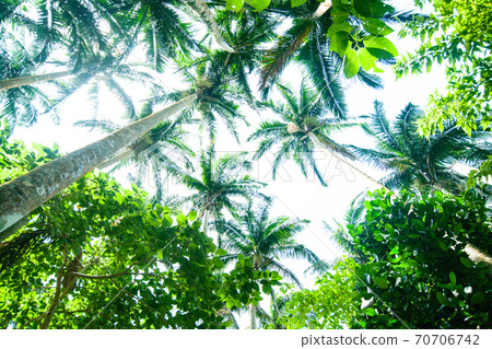 Maibara Palm Forest on Ishigaki Island, Okinawa Prefecture Maibara Palm Forest on Ishigaki Island, Okinawa Prefecture 70706742