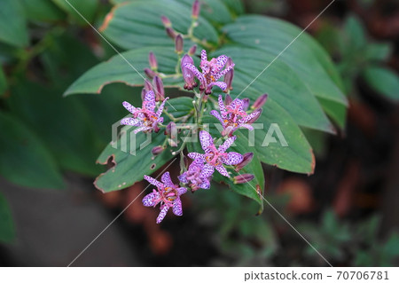 十月調布655台灣hotgigisu（台灣森林），百合家庭，神颱植物園 70706781