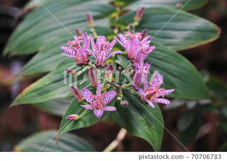 October Chofu 653 Tricyrtis formosus (Taiwanese toad lily), Liliaceae, Jindai Botanical Garden October Chofu 653 Tricyrtis formosus (Taiwanese toad lily), Liliaceae, Jindai Botanical Garden 70706783