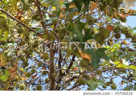 Sweetgum fruit 70706816