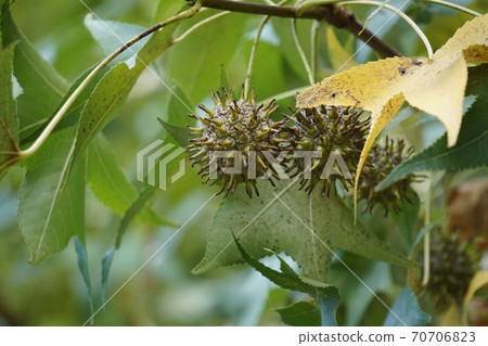 Sweetgum fruit 70706823