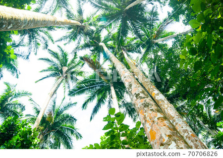 Maibara Palm Forest on Ishigaki Island, Okinawa Prefecture Maibara Palm Forest on Ishigaki Island, Okinawa Prefecture 70706826