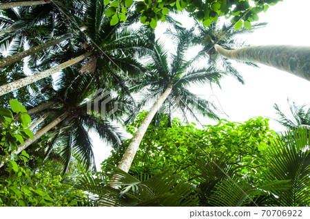 Maibara Palm Forest on Ishigaki Island, Okinawa Prefecture 70706922