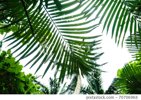 Maibara Palm Forest on Ishigaki Island, Okinawa Prefecture Maibara Palm Forest on Ishigaki Island, Okinawa Prefecture 70706968