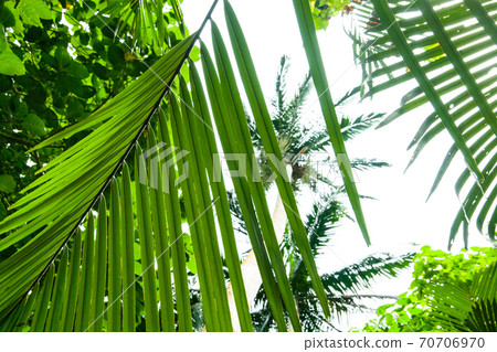Maibara Palm Forest on Ishigaki Island, Okinawa Prefecture 70706970