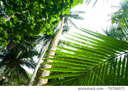 Maibara Palm Forest on Ishigaki Island, Okinawa Prefecture 70706971