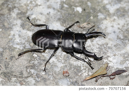 Dorcus rectus 70707156