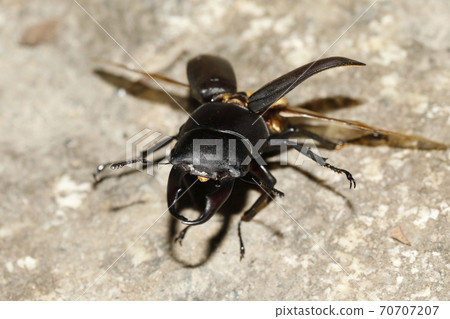 Dorcus rectus with spread wings Dorcus rectus with spread wings 70707207