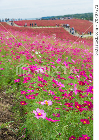 [Cosmos and Kokia overlooking Miharashinooka] 70707272