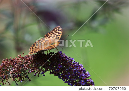 花和蝴蝶 花和蝴蝶 70707960