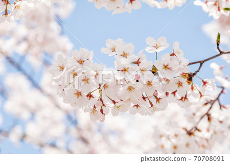Beautiful blooming cherry blossom [sakura] detail and close up at Springtime is South Korea 70708091