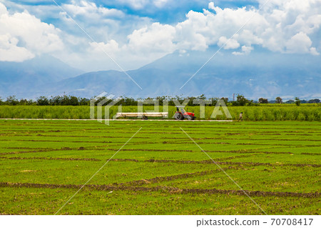 Rice and sugar cane crops at Valle del Cauca in Colombia Rice and sugar cane crops at Valle del Cauca in Colombia 70708417