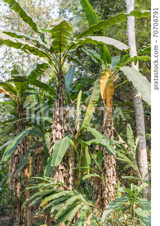 Tart on the outskirts of Luang Prabang, Laos 70708791