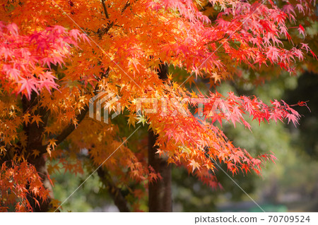 在葉子變紅的Momiji 在葉子變紅的Momiji 70709524