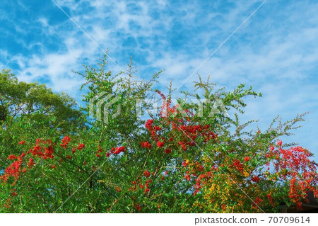 秋天的天空,紅色水果,黃色水果的協作 秋天的天空,紅色水果,黃色水果的協作 70709614