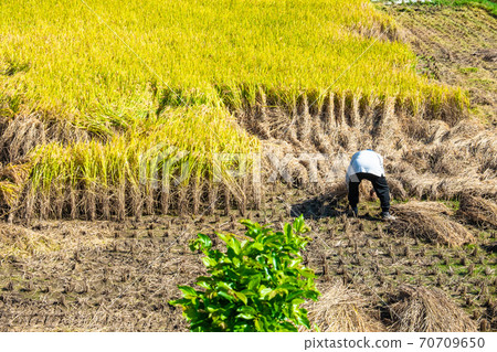 Rice fields damaged by pests 70709650