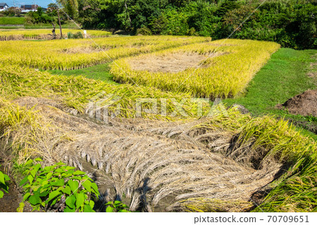 Rice fields damaged by pests 70709651
