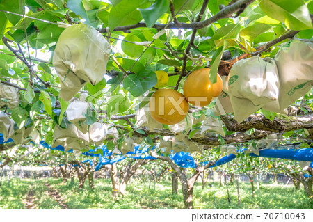 Pear garden pear farmer 70710043