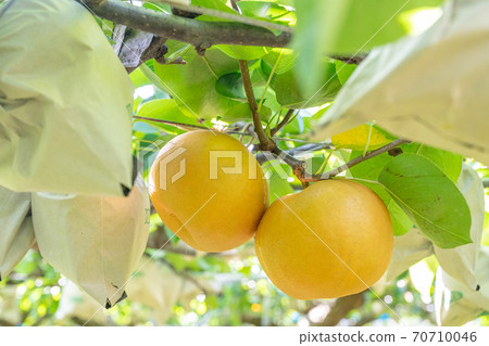 梨園梨農 70710046