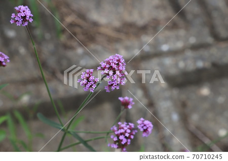 Veravena Bonari Ensis紫色花朵 70710245