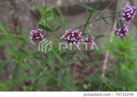 Veravena Bonari Ensis purple flowers 70710246
